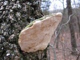 Perenniporia fraxinophila image