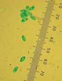 Clitocybe plana image