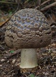 Amanita nothofagi image