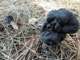 Helvella lacunosa image