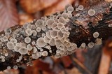 Resupinatus applicatus image