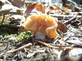 Gyromitra korfii image