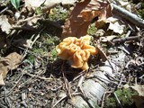 Gyromitra korfii image