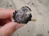 Agaricus zelleri image