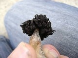 Agaricus zelleri image