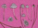 Mycena capillaripes image