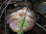 Agaricus hondensis image