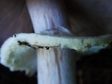 Agaricus hondensis image