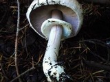 Agaricus hondensis image
