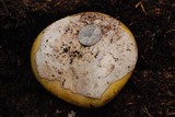 Amanita vernicoccora image