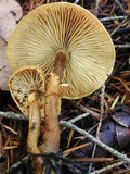 Cystoderma fallax image