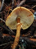 Cystoderma fallax image