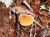 Cystoderma fallax image