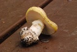 Amanita vernicoccora image
