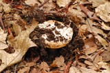 Amanita vernicoccora image