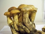 Gymnopilus validipes image