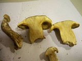 Gymnopilus validipes image