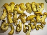 Gymnopilus validipes image