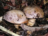 Cortinarius largus image