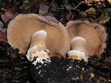 Cortinarius largus image