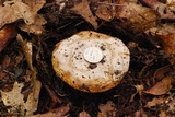 Amanita vernicoccora image