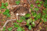 Amanita vernicoccora image