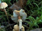 Cystoderma amianthinum image