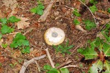 Amanita vernicoccora image