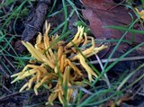 Clavulinopsis fusiformis image