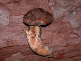 Tricholoma muricatum image