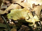 Polyporus leptocephalus image