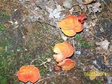 Hygrocybe punicea image