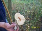 Royoporus badius image