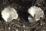 Melanoleuca lewisii image