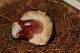 Russula queletii image