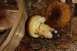 Floccularia albolanaripes image