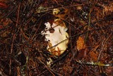 Amanita vernicoccora image