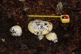 Amanita vernicoccora image
