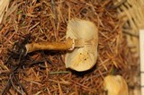 Cystoderma fallax image