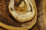 Agaricus osecanus image