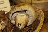 Agaricus osecanus image