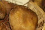 Agaricus osecanus image