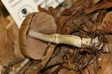 Psathyrella longistriata image