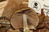 Psathyrella longistriata image
