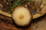 Psathyrella longistriata image