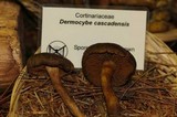 Dermocybe cascadensis image