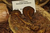 Dermocybe cascadensis image