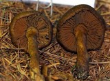 Dermocybe cascadensis image