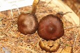 Dermocybe cascadensis image