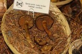 Dermocybe cascadensis image